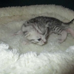 Egyptian Mau, silver Female, DOB 4-20-17