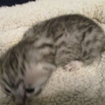 Egyptian Mau, silver Female, DOB 4-20-17
