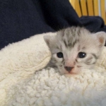 Egyptian Mau, silver Female, DOB 4-20-17