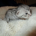 Egyptian Mau, silver Female, DOB 4-20-17