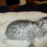 Egyptian Mau, silver Female, DOB 4-20-17