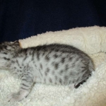 Egyptian Mau, silver Female, DOB 4-20-17