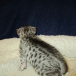 Egyptian Mau, silver Female, DOB 4-20-17