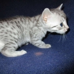 Egyptian Mau, silver Female, DOB 4-20-17