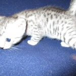 Egyptian Mau, silver Female, DOB 4-20-17