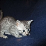 Egyptian Mau, silver Female, DOB 4-20-17