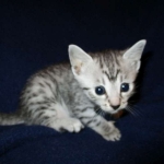 Egyptian Mau, silver Female, DOB 4-20-17