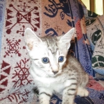 Egyptian Mau, silver Female, DOB 4-20-17