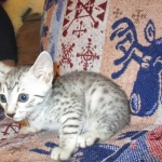 Egyptian Mau, silver Female, DOB 4-20-17