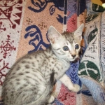 Egyptian Mau, silver Female, DOB 4-20-17