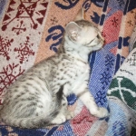 Egyptian Mau, silver Female, DOB 4-20-17