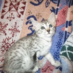 Egyptian Mau, silver Female, DOB 4-20-17