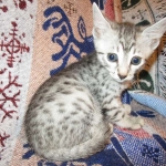 Egyptian Mau, silver Female, DOB 4-20-17