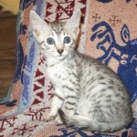 Egyptian Mau, silver Female, DOB 4-20-17