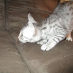 Egyptian Mau, silver Female, DOB 4-20-17