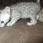 Egyptian Mau, silver Female, DOB 4-20-17