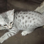 Egyptian Mau, silver Female, DOB 4-20-17