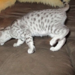 Egyptian Mau, silver Female, DOB 4-20-17