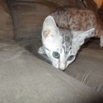 Egyptian Mau, silver Female, DOB 4-20-17