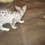 Egyptian Mau, silver Female, DOB 4-20-17