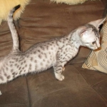 Egyptian Mau, silver Female, DOB 4-20-17