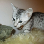 Egyptian Mau, silver Female, DOB 4-20-17