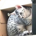 Meru, Egyptian Mau, silver Female, DOB 4-20-17