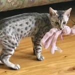 Meru, Egyptian Mau, silver Female, DOB 4-20-17