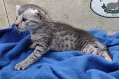 Mila Egyptian Mau Silver female #3 DOB 4-22-23