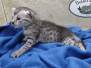 Mila Egyptian Mau Silver female #3 DOB 4-22-23