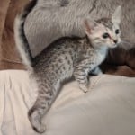 ‎a-Mau
