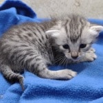 Mau silver female DOB 4-22-23