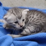 Mau silver female DOB 4-22-23