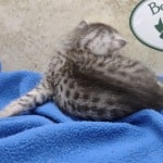 Mau silver female DOB 4-22-23