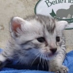 Mau silver female DOB 4-22-23