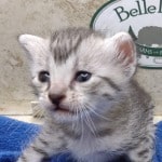 Mau silver female DOB 4-22-23