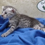 Mau silver female DOB 4-22-23