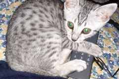 Silvia Egyptian Mau Silver Female #3 DOB 5-15-22
