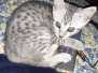 Silvia Egyptian Mau Silver Female #3 DOB 5-15-22