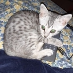 Mau silver female DOB 5-15-22