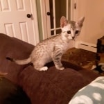 Mau silver female DOB 5-15-22