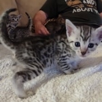 Mau silver female DOB 5-15-22