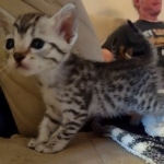 Mau silver female DOB 5-15-22