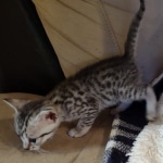 Mau silver female DOB 5-15-22