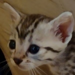 Mau silver female DOB 5-15-22