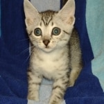 Mau silver female DOB 5-15-22