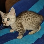 Mau silver female DOB 5-15-22