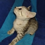 Mau silver female DOB 5-15-22