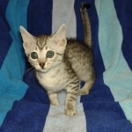 Mau silver female DOB 5-15-22