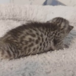 Mau silver female DOB 5-15-22